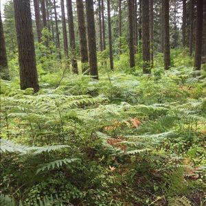 Meet your Posher, Nicki